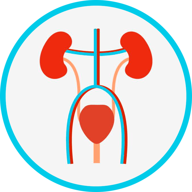 Anatomija genitourinarnog sustava